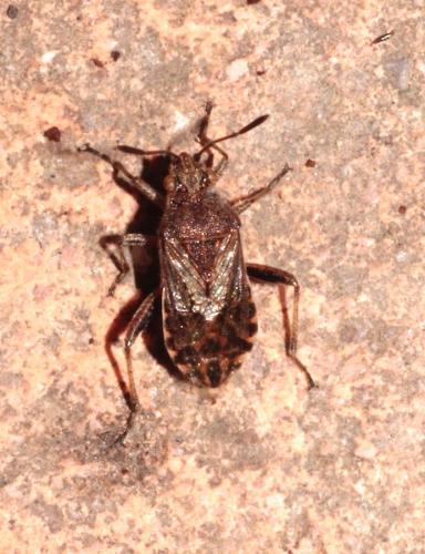 Stictopleurus sp.